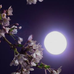 桜舞う月夜に祈りを