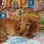 画像 感謝日記☆愛犬の介護を感謝に変えてのユーザープロフィール画像