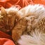 画像 ＬＩＶＥと猫と毛糸だまのユーザープロフィール画像