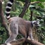 ひとまねこざるのサムネイル