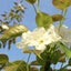 画像 ☆春のお庭☆のユーザープロフィール画像
