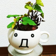 イナボラのプロフィール