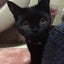 画像 黒猫とのんびり暮らしてますのユーザープロフィール画像