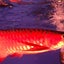 画像 黄泉の国からやってきた獣魚人　聖海熊一郎のユーザープロフィール画像