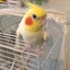 オカメのぷくるちゃんのサムネイル