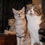 画像 於木香のブログ…猫ソノタのユーザープロフィール画像