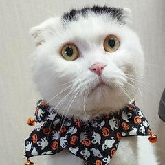 テツコ・デラックスのプロフィール