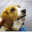 画像 ビーグル犬ナッツと私の日記のユーザープロフィール画像