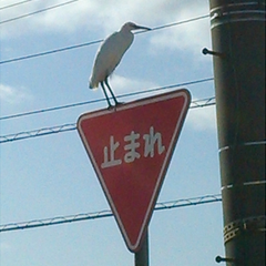 kiwi-donのプロフィール