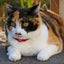 画像 男前な猫サクラちゃんと仲間たちのユーザープロフィール画像