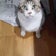 猫と秀樹と断捨離で…。
