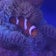 けーいちのreef tank