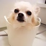 ポコのプロフィール