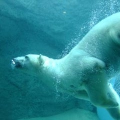 pecoのプロフィール