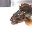丈水のサムネイル