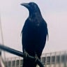 Crowのプロフィール
