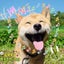 カナゴンのサムネイル