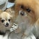 保護犬だったチワワまどちゃん とポメむくちゃん