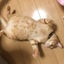 ゆみちゃんのサムネイル