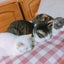 画像 保護猫　３にゃんず日記(らんちゃん日記)のユーザープロフィール画像