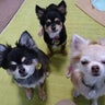 天使のムギ⭐️保護犬チィ&ココア&りくのプロフィール