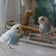 Swinging birds