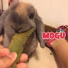 moguchanusagiのプロフィール