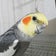 ☆Bird_Holic バードホリック