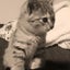 画像 ブロッコリーシマ猫初めての冒険のユーザープロフィール画像