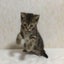画像 icoの育猫奮闘記のユーザープロフィール画像