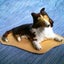 画像 福が来た！のユーザープロフィール画像