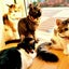 画像 ﾒｲﾝｸｰﾝの正直めいさんぽ～5匹の猫日記～のユーザープロフィール画像