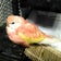 ぼーっとインコ