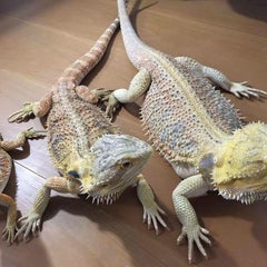 チビ。のプロフィール
