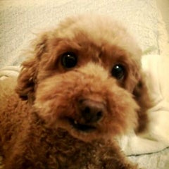 ミルクティーのプロフィール