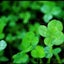 画像 岐阜市リラクゼーションスパ&オーガニックヘナサロン four-leafCloverのユーザープロフィール画像