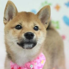 めんちゃんのプロフィール