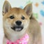 めんちゃんのサムネイル