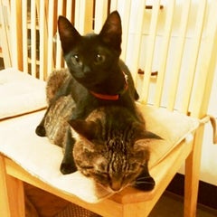 叶多、大福。ルーン🌈歩詩🌈の飼い主のプロフィール