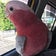 オカメとセキセイとモモイロの日々