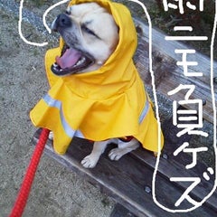 qoo1103のプロフィール