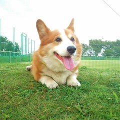 注意 小さなコロに起きた悲しい事故 犬が咬まれる事故 Earth Angels 人と動物が幸せであるために 幸せになるために生まれてきたのだから 注意 小さなコロに起きた悲しい事故 犬が咬まれる事故 Earth Angels 人と動物が幸せであるために 幸せになるために生まれてきたのだから