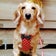 shinの☆神社ワンコ！ハロちん♪とお出かけブログ☆