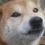 画像 柴犬の「のんびりいこうよ♪」のユーザープロフィール画像
