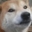柴犬(どんちゃん♂)のサムネイル
