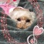 画像 飼い主のドジは愛犬に移るのユーザープロフィール画像