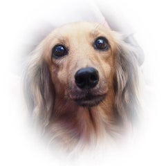 犬 肝臓数値 高い ウコン 総胆汁酸 胆泥 手作り食 こまべび うのこま 犬 肝臓数値 高い ウコン 総胆汁酸 胆泥 手作り食 こまべび うのこま
