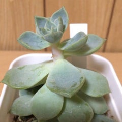 まろのプロフィール