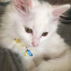 凛のプロフィール