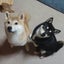 画像 柴犬　永姫(とき)と咲永(さくと)の未来を重ねてのユーザープロフィール画像